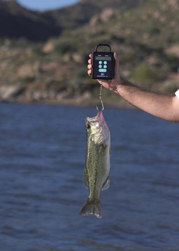 Fish Tournament Weighing Portable Hanging Scale